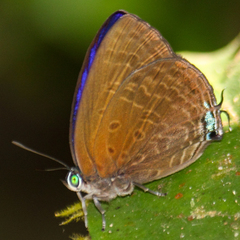Arhopala agrata binghami