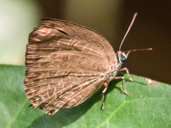 Arhopala agrata binghami