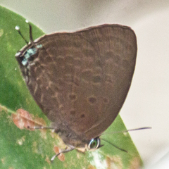 Arhopala agrata binghami
