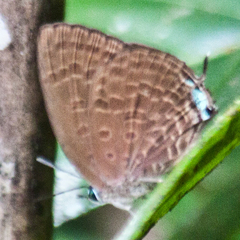 Arhopala agrata binghami