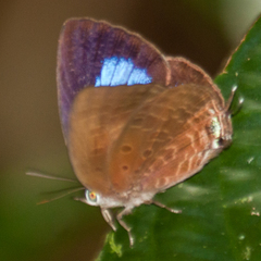 Arhopala agrata binghami