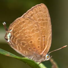 Arhopala agrata binghami