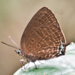 Arhopala agrata binghami