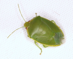 Glaucias