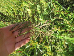 Leptochloa panicoides