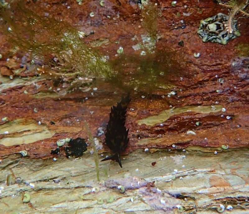 Obama Sea Slug