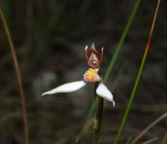 Eriochilus cucullatus