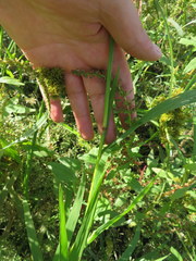 Leptochloa panicoides