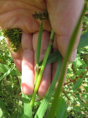 Leptochloa panicoides
