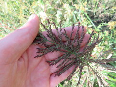 Leptochloa panicoides