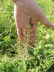 Leptochloa panicoides