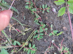 Euphorbia humistrata