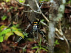 Argiope caledonia
