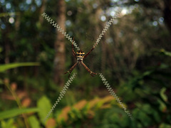 Argiope caledonia