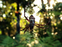 Argiope caledonia