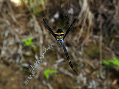 Argiope caledonia