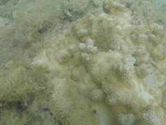 Montipora capitata