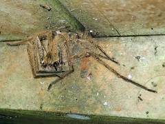 Palystes pinnotheres