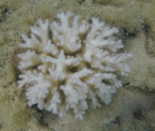 Scleractinia