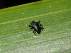 Trigonopterus