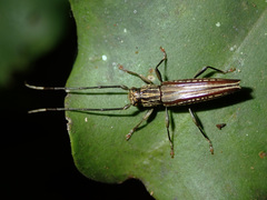 Mimenicodes thomsoni
