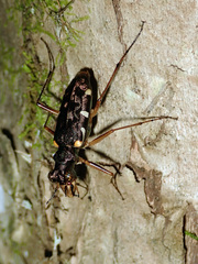 Caledonica
