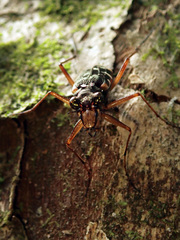 Caledonica