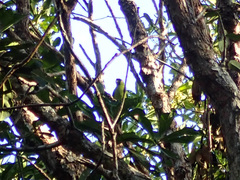 Eunymphicus cornutus