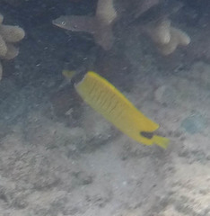 Chaetodon miliaris