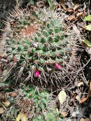 Mammillaria scrippsiana