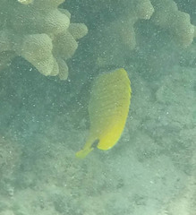 Chaetodon miliaris