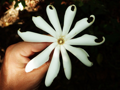 Gardenia oudiepe