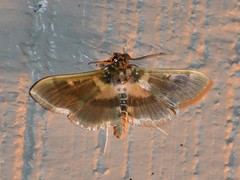 Apilocrocis brumalis