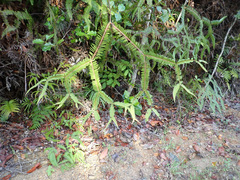 Sticherus brackenridgei