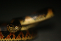 Lycodon semicarinatus