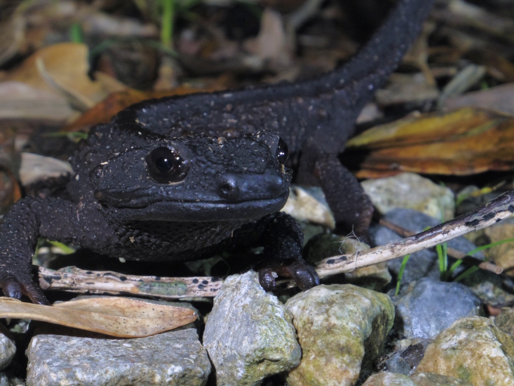 Anderson's Crocodile Newt