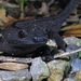 Anderson's Crocodile Newt - Photo (c) B. P. White, some rights reserved (CC BY-SA), uploaded by B. P. White