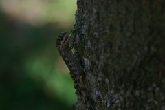 Diploderma polygonatum polygonatum