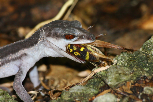 Kuroiwa's eyelid gecko, Goniurosaurus kuroiwae