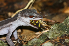 Goniurosaurus kuroiwae