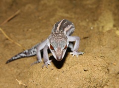 Goniurosaurus kuroiwae