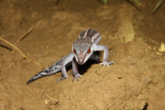 Goniurosaurus kuroiwae