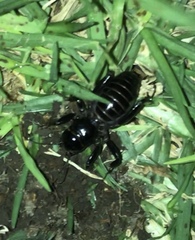 Stenopelmatus minor