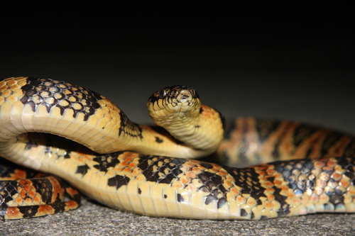 Loo-Choo Big-tooth Snake