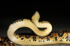 Lycodon semicarinatus