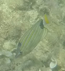 Chaetodon fremblii