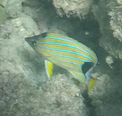 Chaetodon fremblii