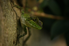 Diploderma polygonatum polygonatum