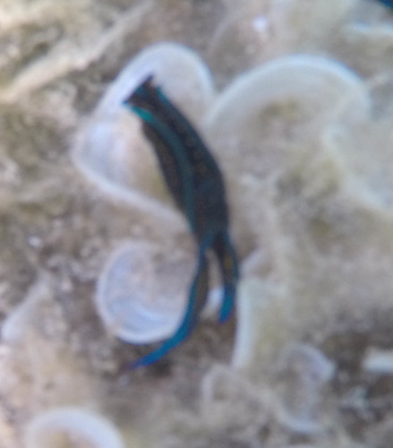 Chelidonura hirundinina