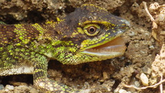 Diploderma polygonatum polygonatum
